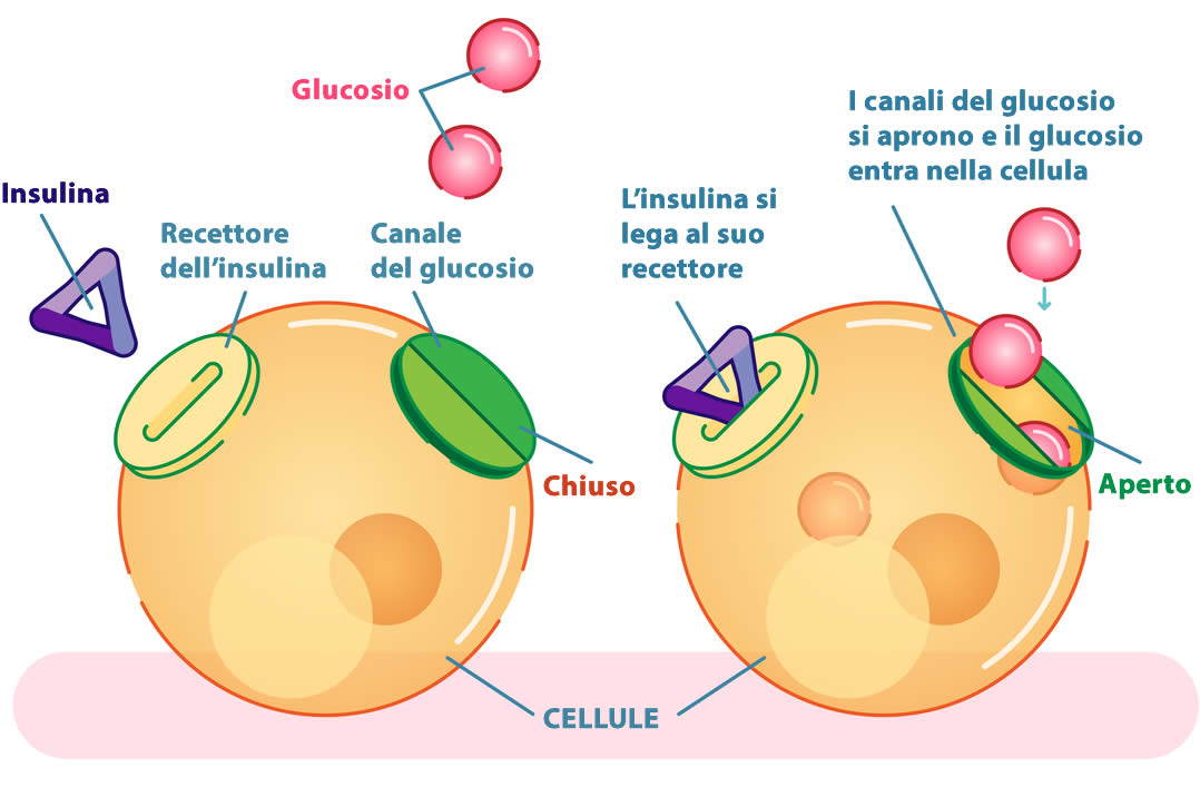 Insulina 2020 | Spiegata Bene | Funzioni e Salute