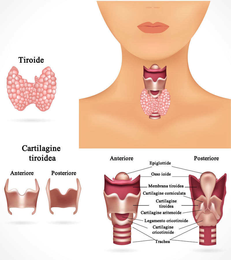 Malattie della Tiroide | Numeri, Sintomi | Cure ed Esami